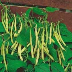 Fasola Golden Teepee szparagowa karłowa - średnio wczesna