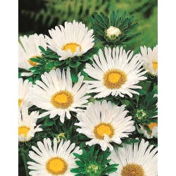 Aster chiński karłowy Pepite - biały - 500 nasion
