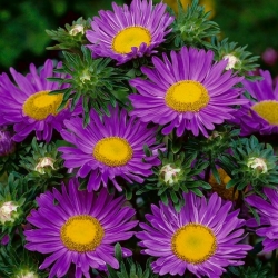 Aster chiński karłowy Pepite - fioletowy - 500 nasion