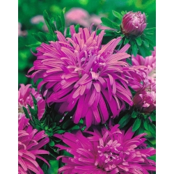 Aster chryzantemowy Ametyst - jasnolila