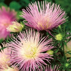 Aster igiełkowy Rapsodia - jasnofiołkowy
