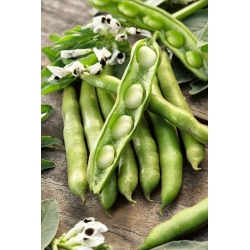 Bób Bartom - średniowczesny