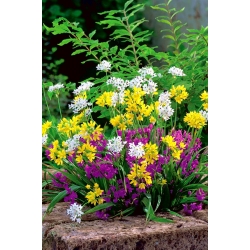 Czosnek - Allium - mieszanka - 20 cebulek