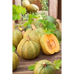 Dynia zwyczajna Danka Polka - na pestki - 15 nasion