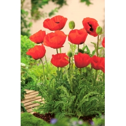 Mak wschodni Allegro