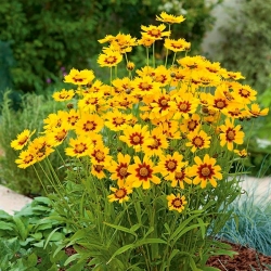 Nachyłek dwubarwny - 2000 nasion