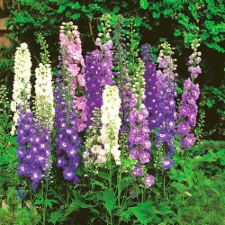 Ostróżka trwała Pacific Giant mieszanka