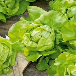 Sałata głowiasta masłowa do uprawy w szklarni – Safir - 450 nasion
