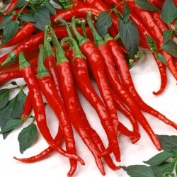 Papryka ostra De Cayenne - 65 nasion