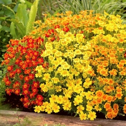 Aksamitka wąskolistna - mieszanka - 600 nasion