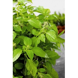 Bazylia Fine Verde - 325 nasion