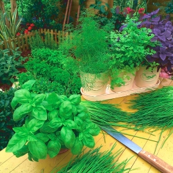 3 w 1 - Bazylia, szczypiorek i pietruszka naciowa - NA KRĄŻKU NASIENNYM - 3 nasion