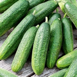 Ogórek Partner F1 - szklarniowy, tunelowy, gruntowy - NA TAŚMIE