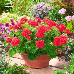 Pelargonia czerwona - 15 nasion