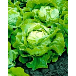 Sałata masłowa Ewelina - gładkie i smaczne liście - 1000 nasion