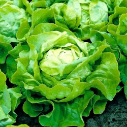 Sałata masłowa Ewelina - gładkie i smaczne liście - 1000 nasion
