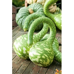 Tykwa pospolita KOBRA - 14 nasion