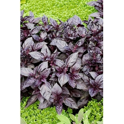 Bazylia Dark Opal - czerwona