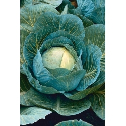 Kapusta głowiasta biała Opalo - mieszaniec - 10 gram