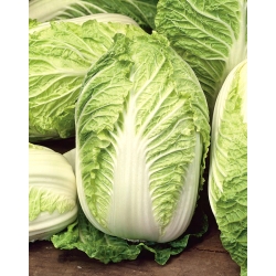Kapusta pekińska Polstar - mieszaniec