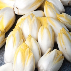 Cykoria Mechelse Middelvroeg - sałatowa, do pędzenia