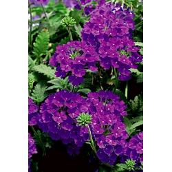 Werbena ogrodowa - fioletowa