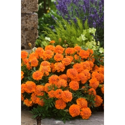 Aksamitka rozpierzchła - pomarańczowa - 300 nasion