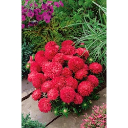 Aster chiński karłowy – Milady Scarlet - 500 nasion