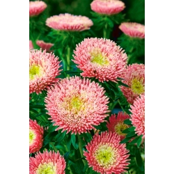 Aster chiński książęcy Niusia