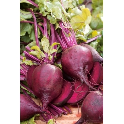 BIO Burak ćwikłowy Detroit 2 - nasiona na taśmie - Certyfikowane nasiona ekologiczne