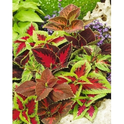 Koleus Rainbow - 10 nasion