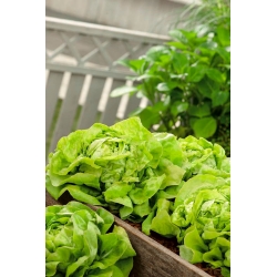 Sałata głowiasta Justyna - 950 nasion