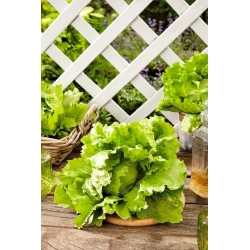 Sałata lodowa Maugli - 900 nasion