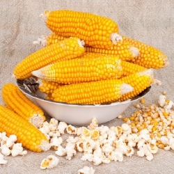 Kukurydza pękająca Dobosz F1 - Popcorn - 70 nasion
