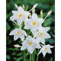 Lilia amazońska - Eucharis amazonica