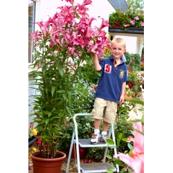 Lilia drzewiasta - Donato