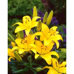 Lilia azjatycka żółta - Yellow - duża paczka! - 15 szt.