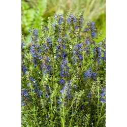 Hyzop lekarski - 200 nasion