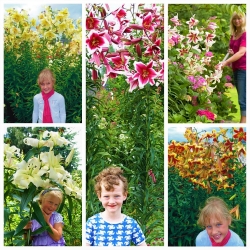 Lilie drzewiaste - zestaw XL 2 - 5 szt.