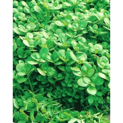 Baby Leaf - Portulaka warzywna