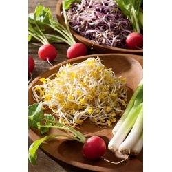 BIO Nasiona na kiełki - Rzodkiewka - Certyfikowane nasiona ekologiczne - 1700 nasion