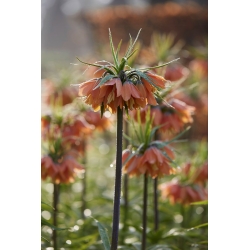 Korona Cesarska - Brahms - 1 cebula