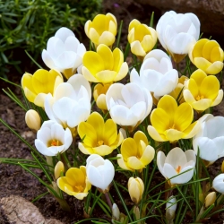Zestaw krokusów w kolorze białym i żółtym - 100 szt.