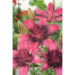 Lilia azjatycka - Purple Eye - duża paczka! - 10 szt.