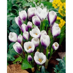 Krokus Prins Claus - duża paczka! - 100 szt.