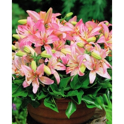 Lilia miniaturka - Pink Pixie - duża paczka! - 10 szt.