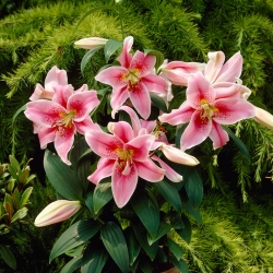 Lilia orientalna miniaturka - Mona Lisa - duża paczka! - 10 szt.