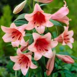 Lilia trąbkowa - Casa Rosa - duża paczka! - 10 szt.