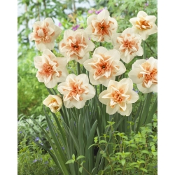 Narcyz pełny Delnashaugh - duża paczka! - 50 szt.