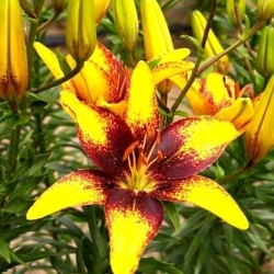 Lilia - Graffiti - duża paczka! - 10 szt.